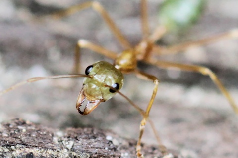 Green Tree Ant (Oecophylla smaragdina) (Oecophylla smaragdina)